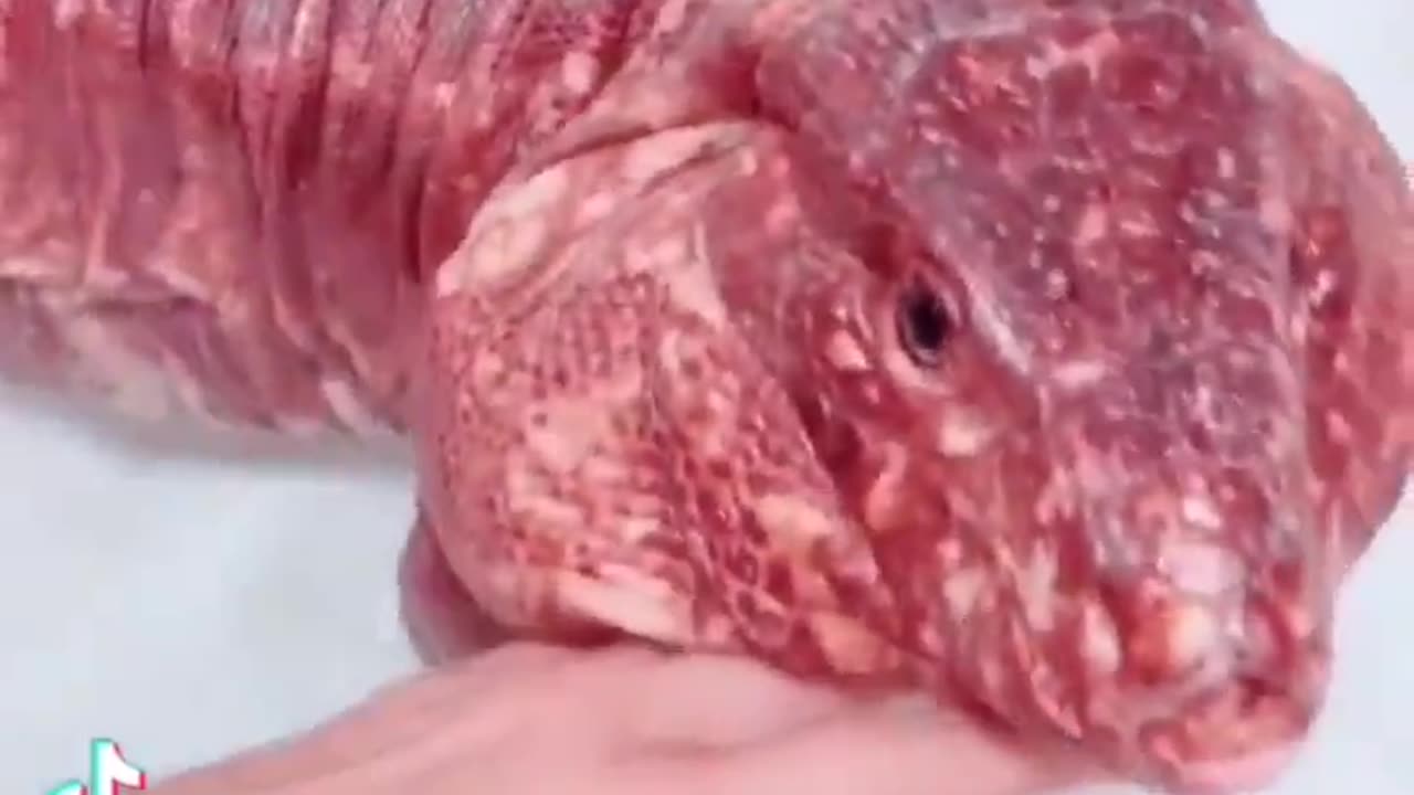 Lizard Looks Like Beef