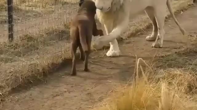 The look of a lion and a dog