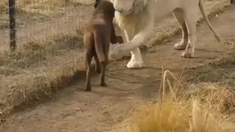 The look of a lion and a dog