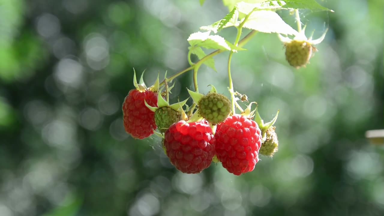 BEAUTIFUL FRUITS FOR HEALTHY LIFE..