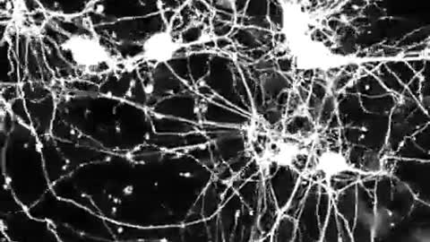 What it Looks Like When NEURONS make Connections and Communicate with Each Other!!!