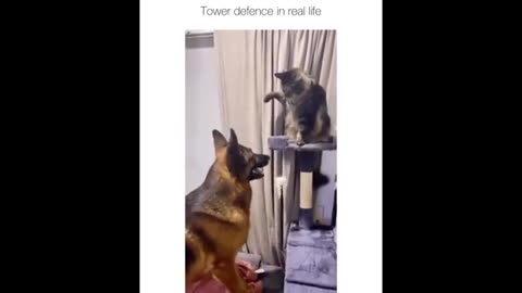 cute german shepherd videos