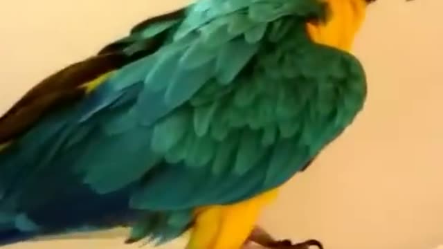 Blue & Gold Macaw Loves To Be Vacuumed