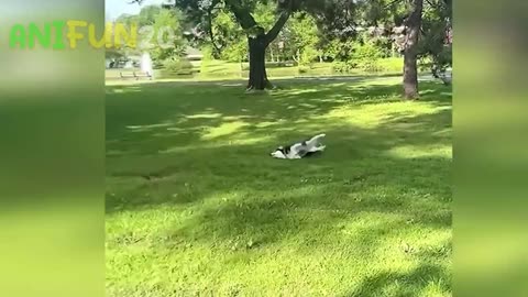 Funny animals