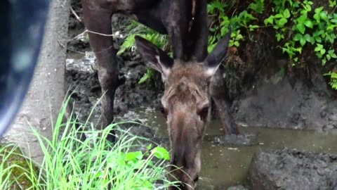 Thirsty Moose