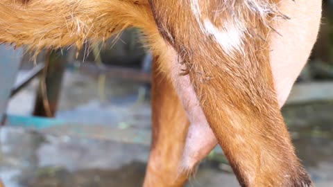 Best Dairy Goat Farming In Kenya| Urban Agribusiness, MASH FARM Nairobi