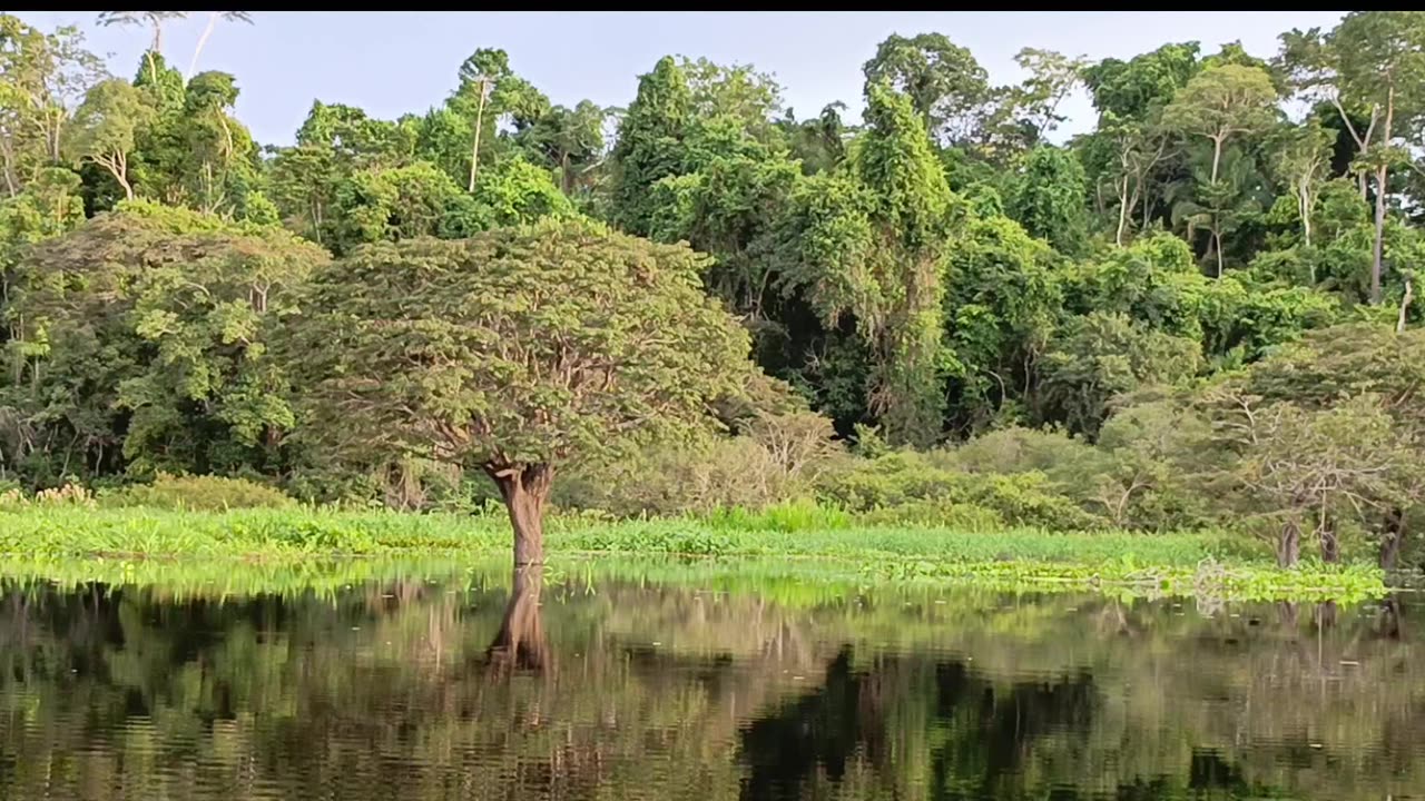 Reserva nacional de vida