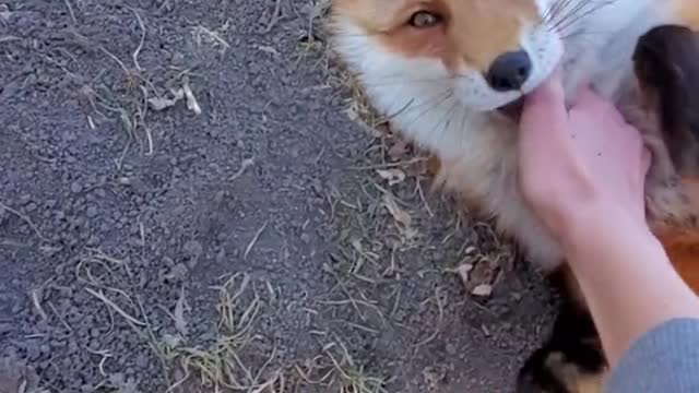 Dixiedo fox runs away with my phone. Tries to bury it.