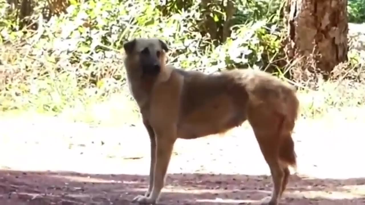 DOG funny video