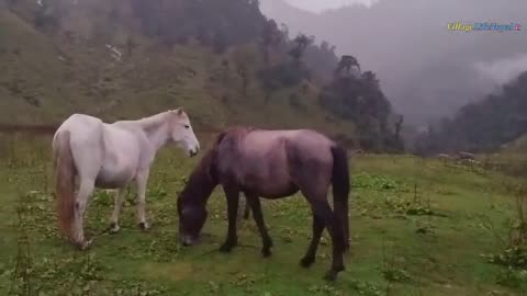 Himalayan life routine