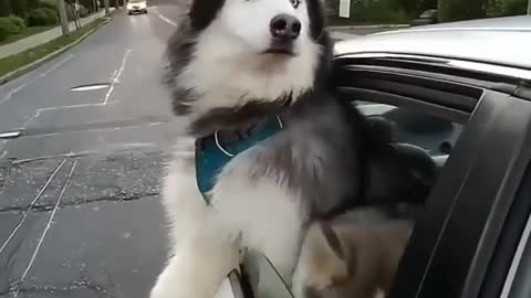 the dog rides in the car very windy