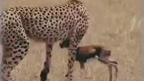 Poor deer