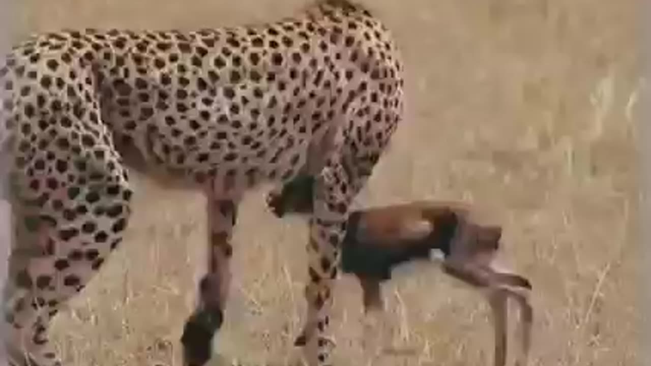 Poor deer