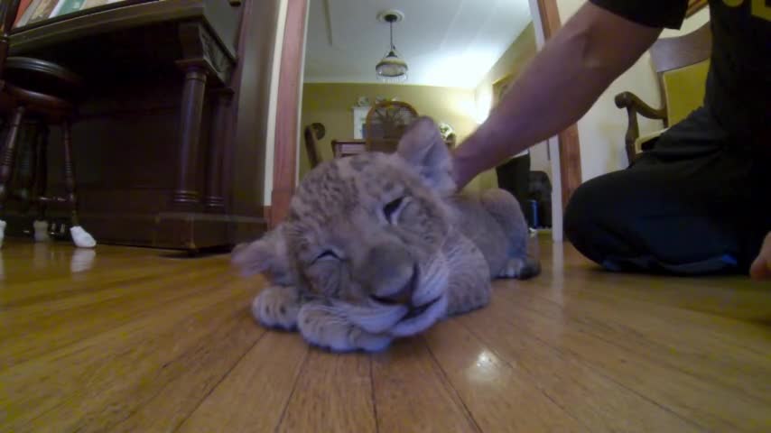 Police officer cuddles a lion cub on the best call of his career