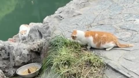 #Funny video#cat#cat lover#viral#trending