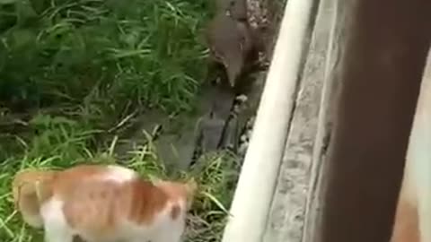 💗💜💛💚💙❤ANIMAL COMPILATION ------ REACTIONS short video❤💙💚💛💜💗