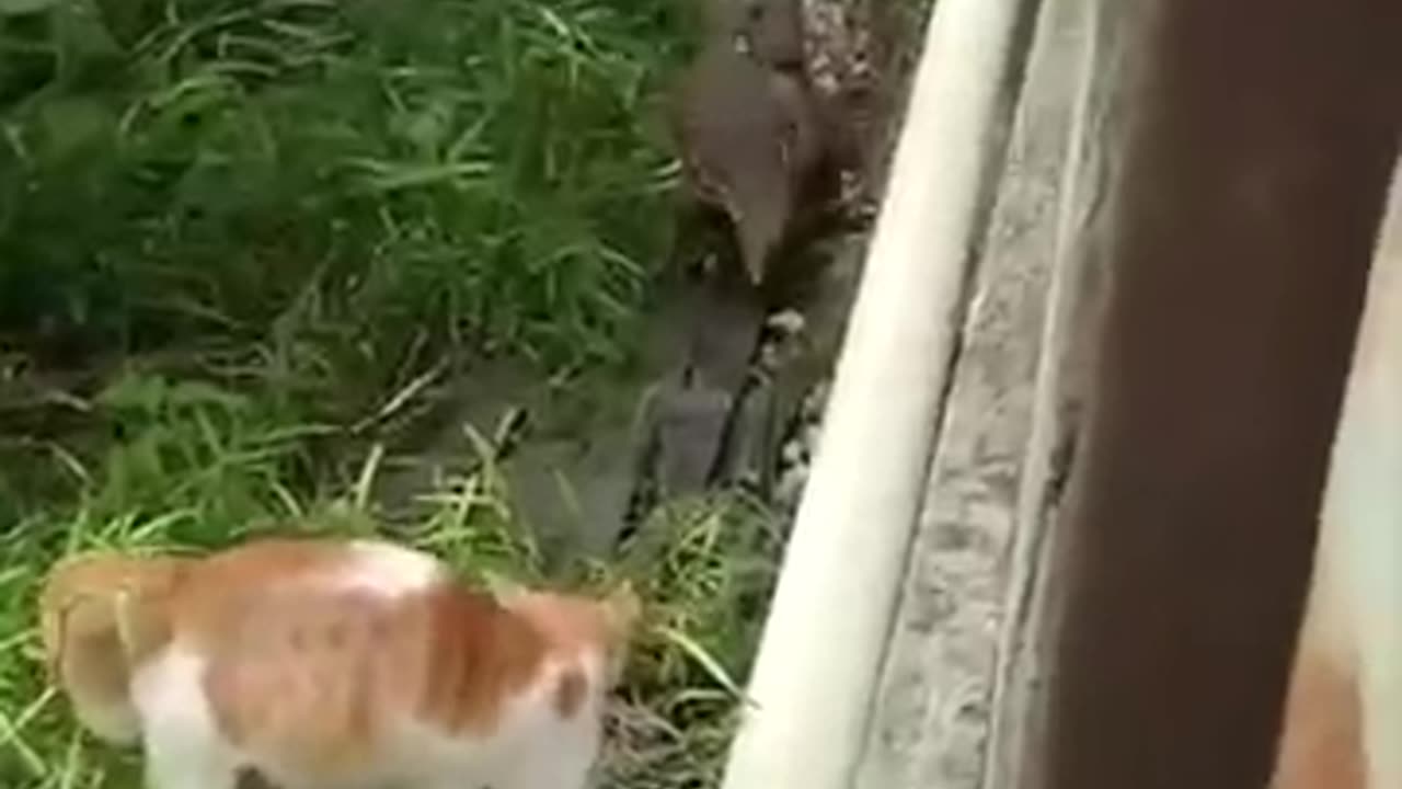 💗💜💛💚💙❤ANIMAL COMPILATION ------ REACTIONS short video❤💙💚💛💜💗