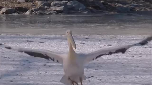 Great pelican waterfowl