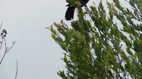 So fast wind is blowing and crow is feeling difficulty to sit on tree