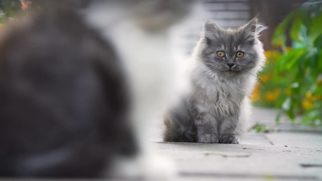 Kittens in the backyard