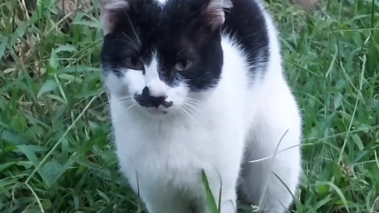 Cat Ice Cream maker