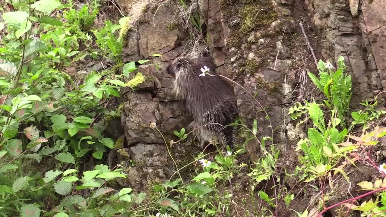 Porcupine Climbing Animal Wildlife Mammal Wild