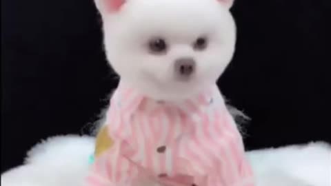 cute puppy 🐶 having haircut