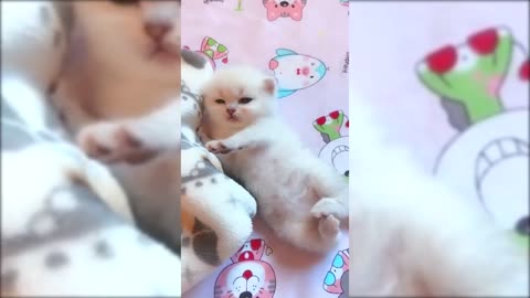 Ohh! SO Lovly Funny Animals Cats 😺🐶 Compilation of Cats Videos