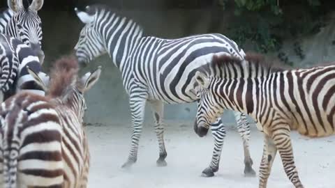 A tumbling sandbath zebra on the ground