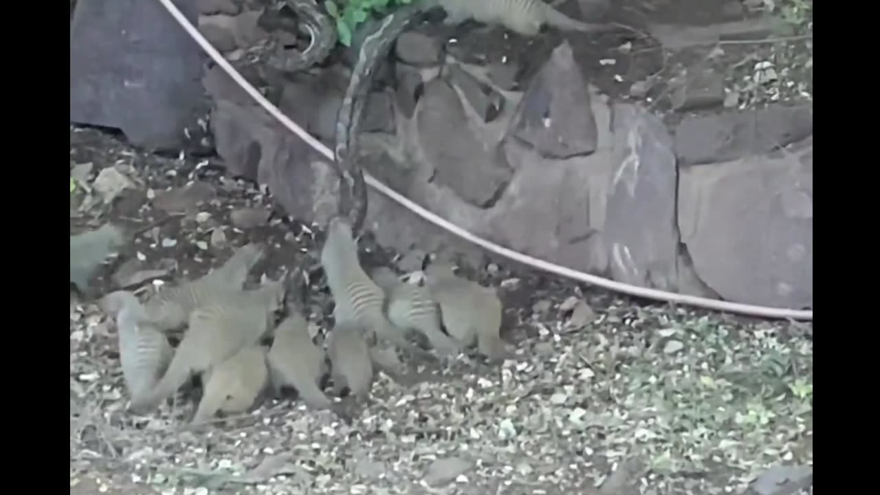 Animal's fight in forest