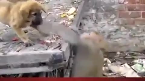 Monkey Distrubing Puppy, very funny.