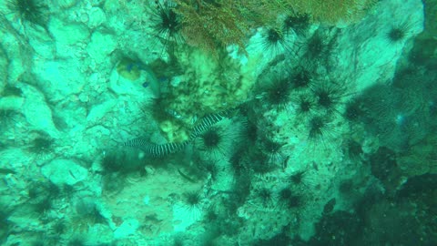 sea snake underwater fishes sea thailand