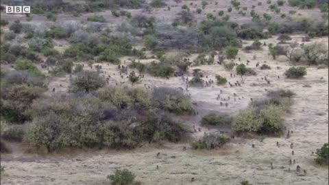 Baboon Troops Clash Over Territory