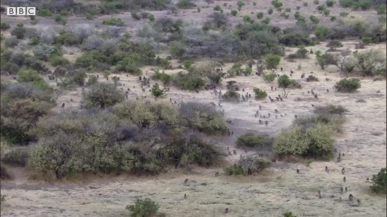 Baboon Troops Clash Over Territory