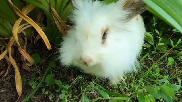 Rebbits funny videos Beautiful Rabbits