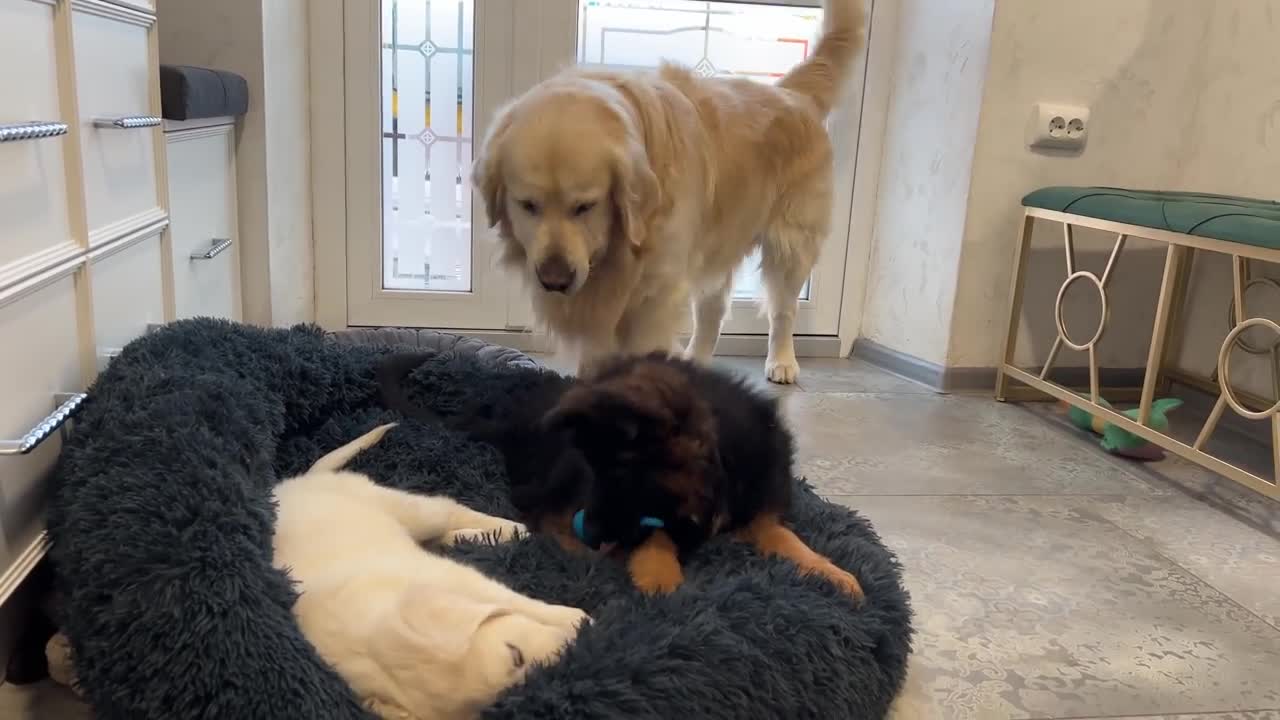 Golden Retriever Shocked by Puppies occupying his bed