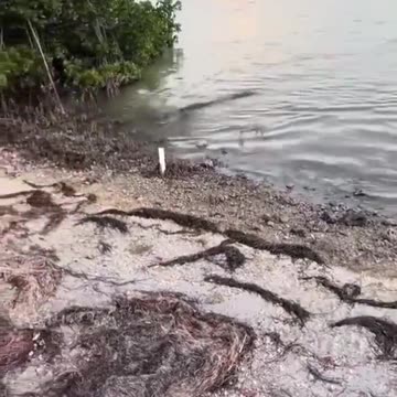 How to catch an alligator LOL