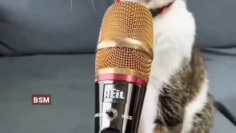 Cut 🐈 cat singing