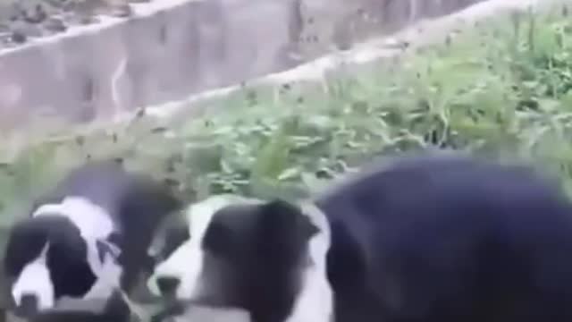 Funny dog videos 2022#🤣🤣🤣🤣