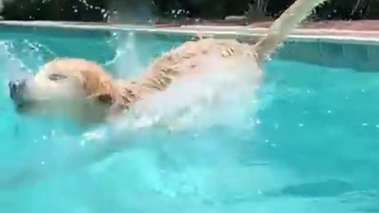 Dog is swinging pool very nice.