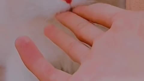 Cute and funny cat video.