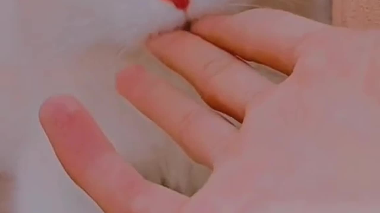 Cute and funny cat video.