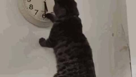 Cute Cat Gif