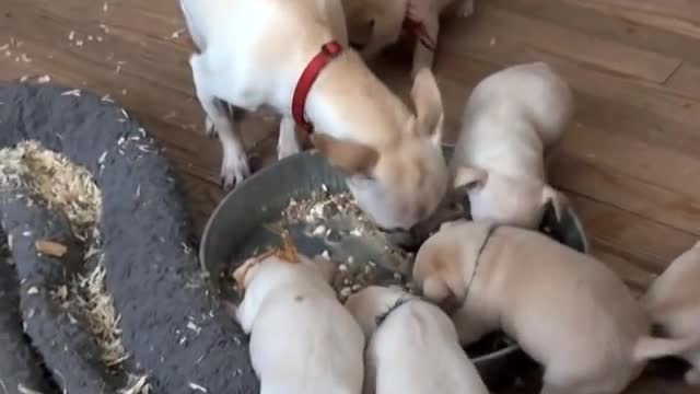 How To Wean Chihuahua Puppies - 4 weeks old - First Solid Food