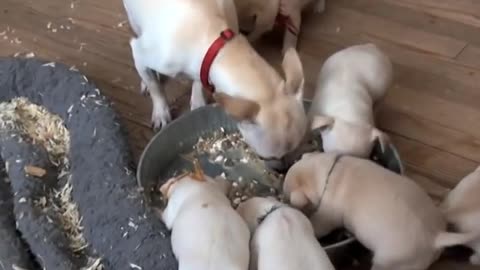 How To Wean Chihuahua Puppies - 4 weeks old - First Solid Food