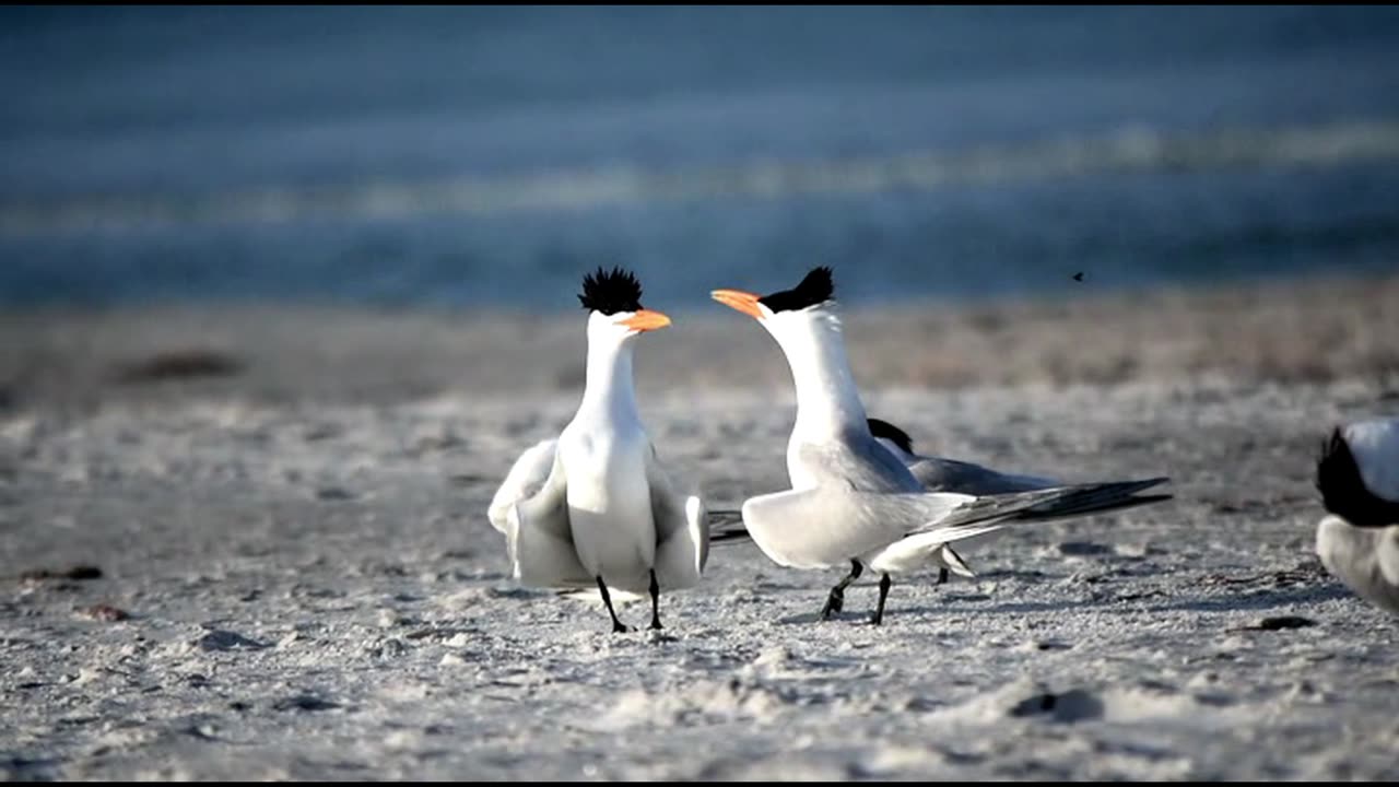 Royal Tern Mating Dance