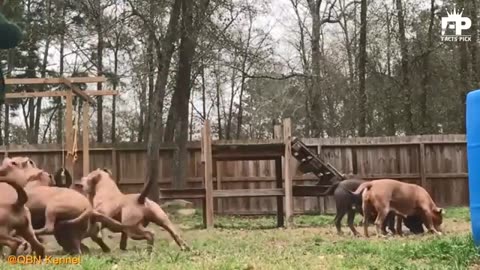 Rottweiler vs bitbul terrier Dogs........