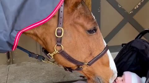 Curious and gentle horse kisses a baby girl of 6 month.