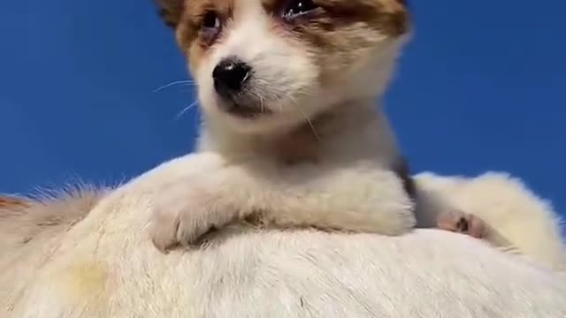 y2mate.com - Puppy has Good Relationship with Goat shorts_1080p