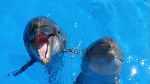 Facts about dolphin watch full.